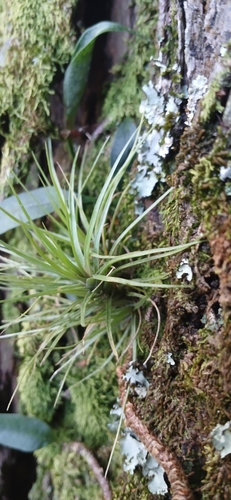 Tillandsia tenuifolia