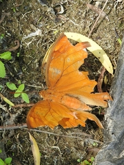 Opsiphanes boisduvallii