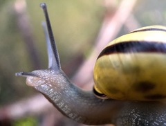 Cepaea nemoralis