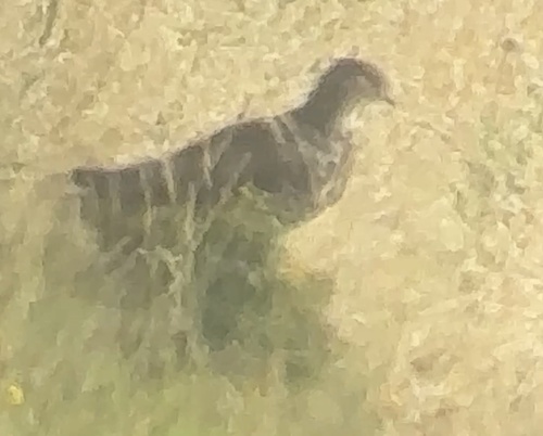 European Honey-buzzard