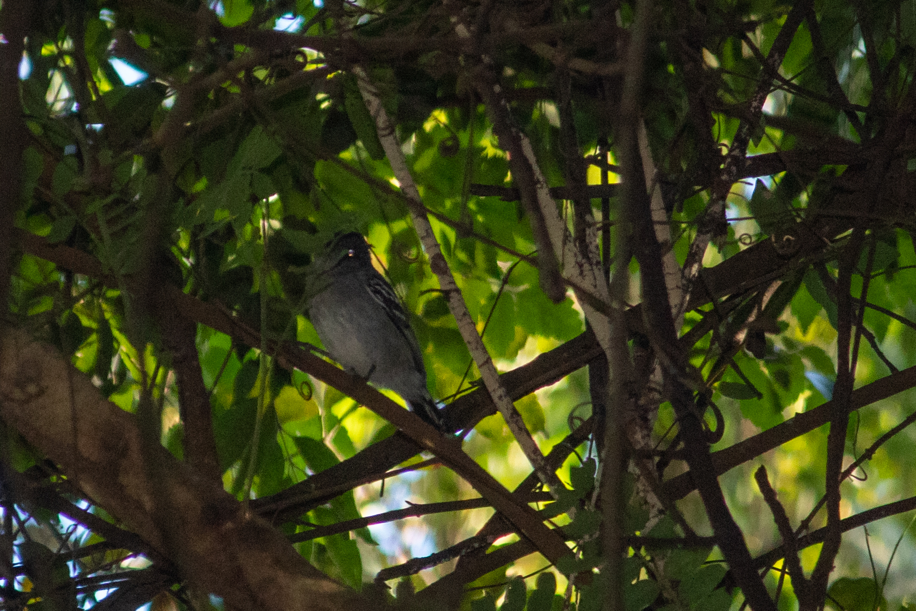 Black-capped Antwren (Herpsilochmus atricapillus), photo 8