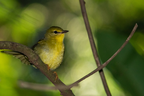 Flavescent Warbler (Myiothlypis flaveola), photo 4