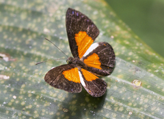 Cariomothis poeciloptera