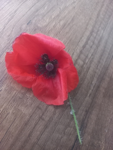 common poppy