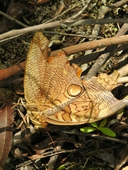 Opsiphanes boisduvallii