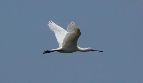 Eurasian Spoonbill