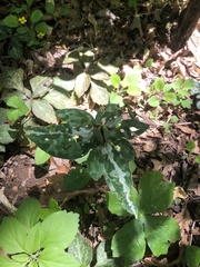 Cardamine diphylla