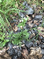 Cardamine breweri orbicularis