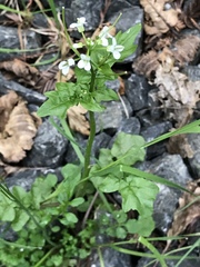 Cardamine breweri orbicularis