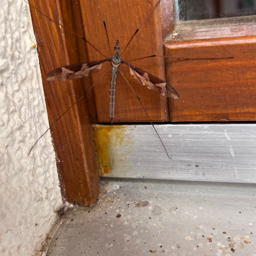 Giant cranefly