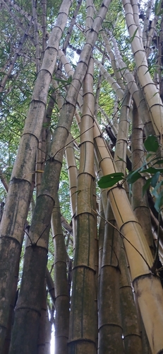 common bamboo