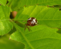 Calligrapha bidenticola