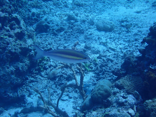 Pentapodus caninus observed 2026-05-11