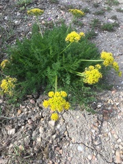 Lomatium grayi