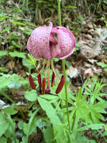 Martagon Lily