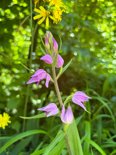 Red Helleborine