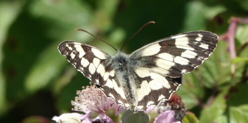 Marbled White
