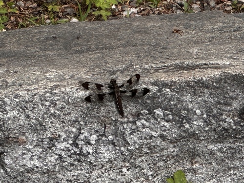 Common Whitetail