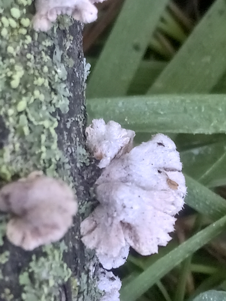 splitgill mushroom · June 2026 · photo: Photo: (c) Aleks, some rights reserved (CC BY) · iNaturalist