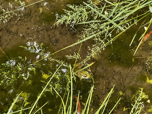 Green Frog