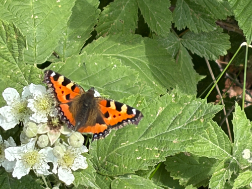 Small Tortoiseshell