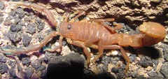 Parabuthus pallidus