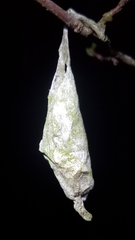 Callosamia promethea