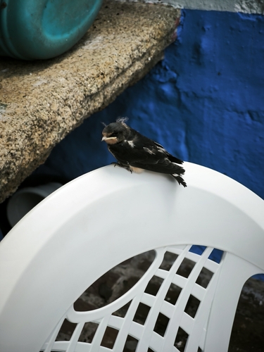 Barn Swallow