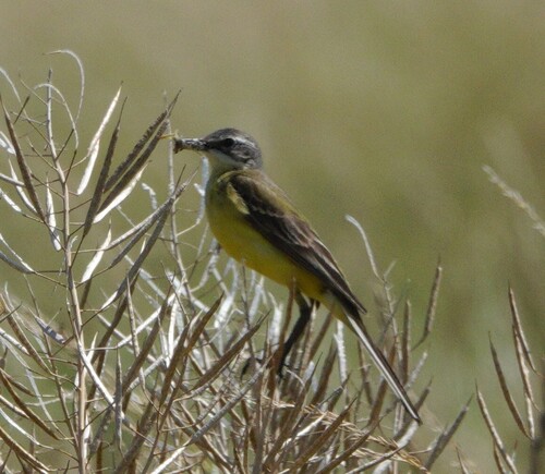 Western Yellow Wagtail
