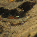 Whitecheek Goby - Photo (c) H.T.Cheng, some rights reserved (CC BY-NC), uploaded by H.T.Cheng