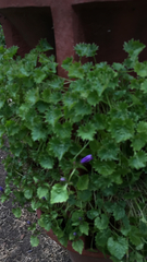 Campanula poscharskyana