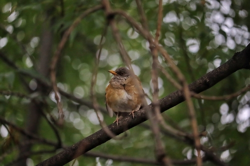 Rufous-backed Robin