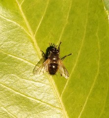 Tachina lurida