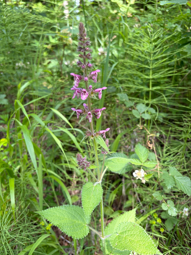 hedge woundwort