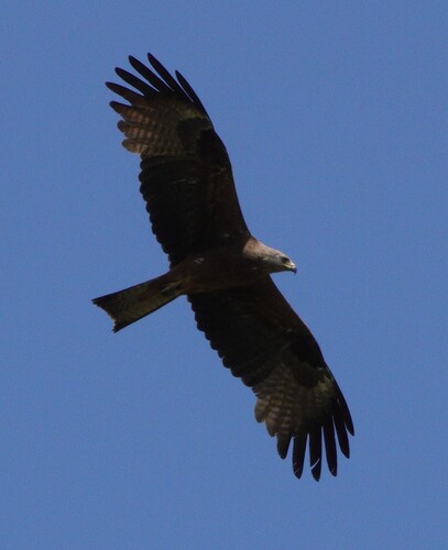 Black Kite