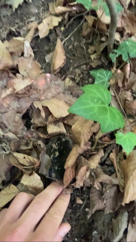 European Mole