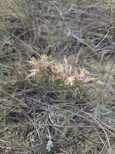 Castilleja sessiliflora, photograph 5