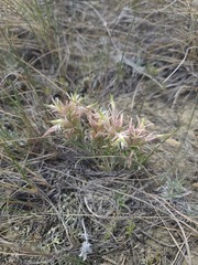 Castilleja sessiliflora, photograph author not stated, no rights reserved