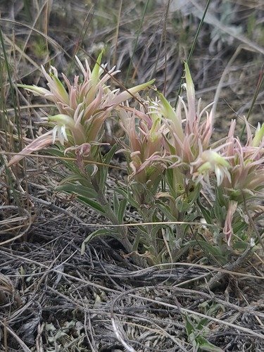 Castilleja sessiliflora, photograph 4
