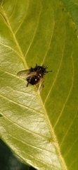Tachina lurida