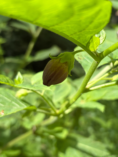 Deadly Nightshade