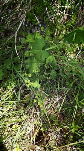 Alchemilla vulgaris, photograph 2