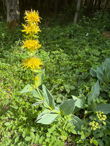 Great Yellow Gentian