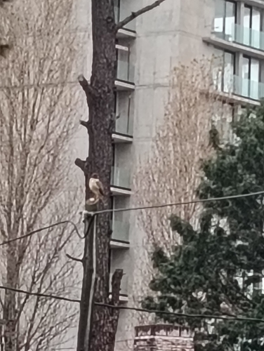 Roadside Hawk