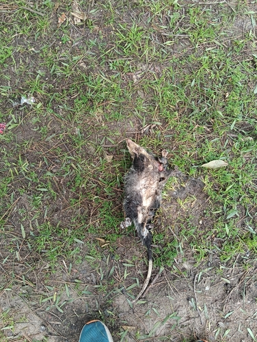 White-eared Opossum