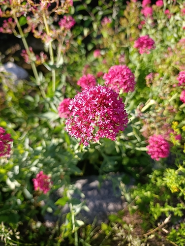 Red Valerian
