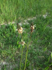 Plantago lanceolata