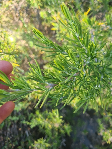 Rosemary
