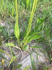 Plantago lanceolata
