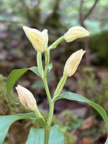 white helleborine